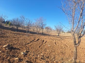 GÜLNAR SARAY MAHALLESİNDE SATILIK 10500 M2 TARLA