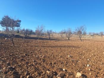 GÜLNAR SARAY MAHALLESİNDE SATILIK 10500 M2 TARLA