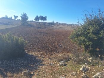 GÜLNAR SARAY MAHALLESİNDE SATILIK 10500 M2 TARLA