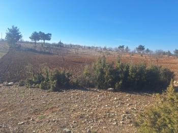 GÜLNAR SARAY MAHALLESİNDE SATILIK 10500 M2 TARLA