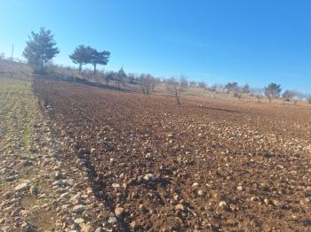 GÜLNAR SARAY MAHALLESİNDE SATILIK 10500 M2 TARLA