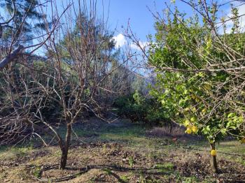 ANAMUR KORUCUKTA MÜSTAKİL SATILIK ZEYTİN VE AVOKADO BAHÇESİ