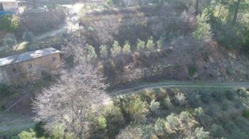 ANAMUR KORUCUKTA MÜSTAKİL SATILIK ZEYTİN VE AVOKADO BAHÇESİ