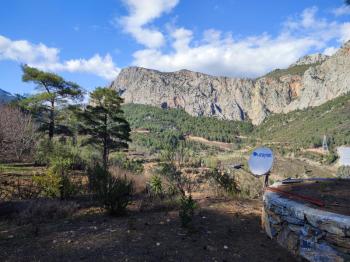 ANAMUR KORUCUKTA MÜSTAKİL SATILIK ZEYTİN VE AVOKADO BAHÇESİ
