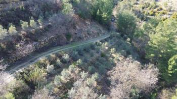 ANAMUR KORUCUKTA MÜSTAKİL SATILIK ZEYTİN VE AVOKADO BAHÇESİ