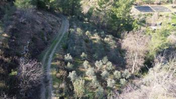 ANAMUR KORUCUKTA MÜSTAKİL SATILIK ZEYTİN VE AVOKADO BAHÇESİ