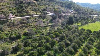 ANAMUR DEMİRÖREN'DE MÜSTAKİL PORTAKAL BAHÇESİ VE TARLA