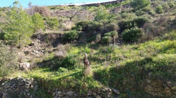 ANAMUR DEMİRÖREN'DE MÜSTAKİL PORTAKAL BAHÇESİ VE TARLA
