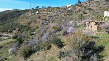ANAMUR UCARIDA SATILIK 11500 M2 TARLA