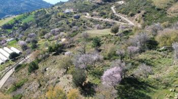 ANAMUR UCARIDA SATILIK 11500 M2 TARLA