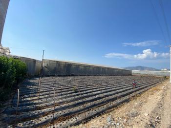 ANAMUR GÜZELYURT ANAYOL ÜZERİ SATILIK İMARLI ARSA