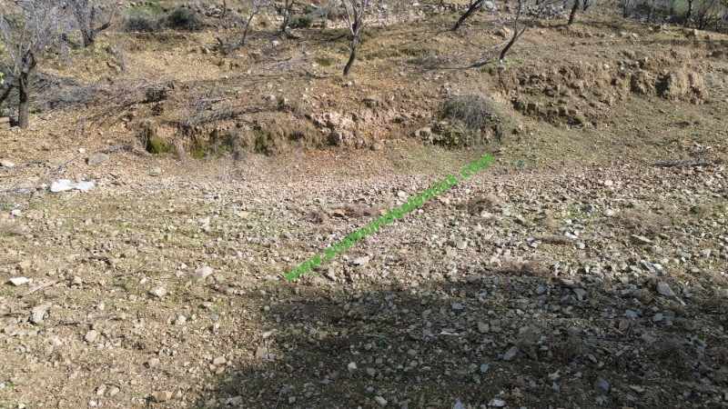 ANAMUR ÇATALOLUK SATILIK 5800 M2 TARLA