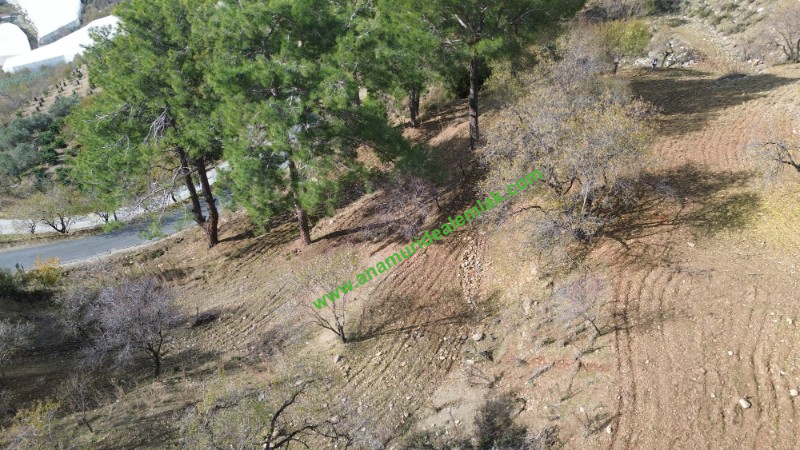 ANAMUR ÇATALOLUK SATILIK 5800 M2 TARLA