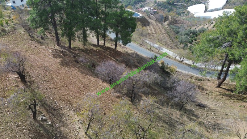 ANAMUR ÇATALOLUK SATILIK 5800 M2 TARLA