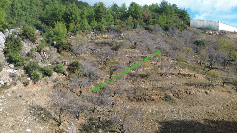 ANAMUR ÇATALOLUK SATILIK 5800 M2 TARLA
