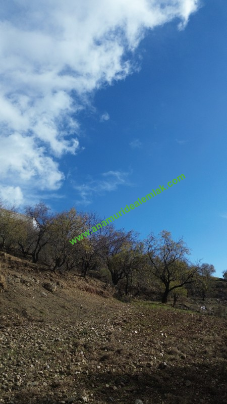 ANAMUR ÇATALOLUK SATILIK 5800 M2 TARLA