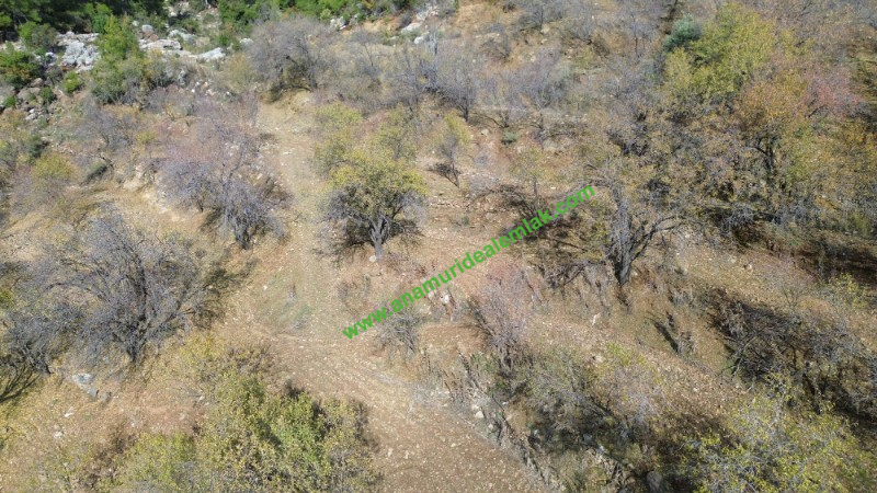 ANAMUR ÇATALOLUK SATILIK 5800 M2 TARLA