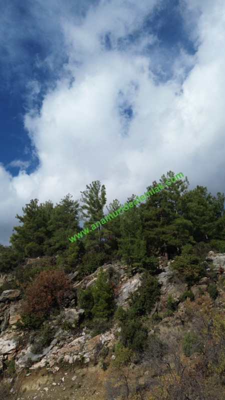 ANAMUR ÇATALOLUK SATILIK 5800 M2 TARLA