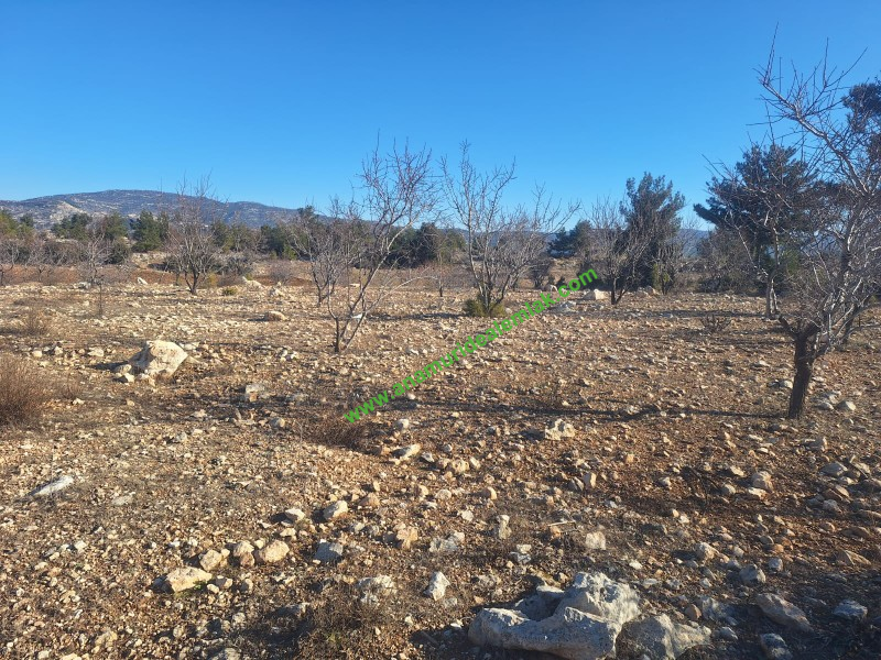 GÜLNAR SARAY MAHALLESİNDE SATILIK 10500 M2 TARLA