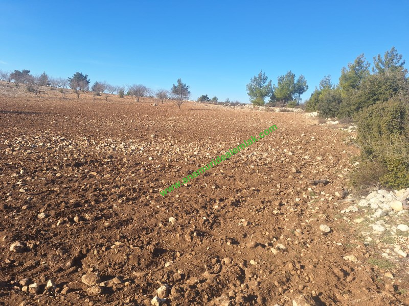 GÜLNAR SARAY MAHALLESİNDE SATILIK 10500 M2 TARLA