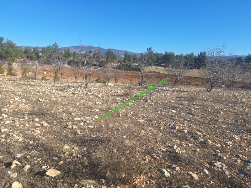 GÜLNAR SARAY MAHALLESİNDE SATILIK 10500 M2 TARLA
