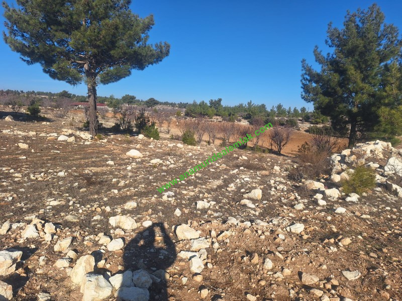 GÜLNAR SARAY MAHALLESİNDE SATILIK 10500 M2 TARLA