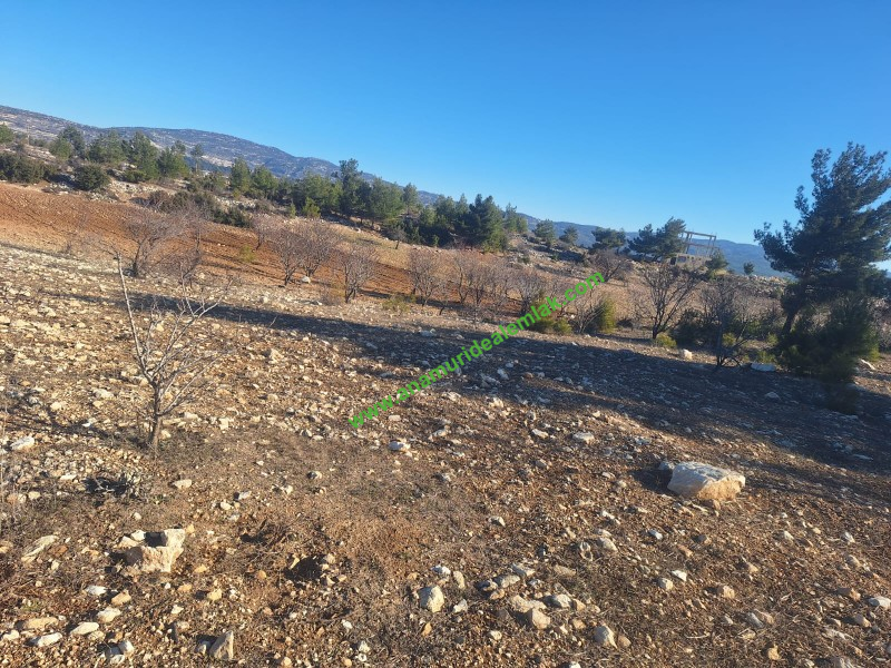 GÜLNAR SARAY MAHALLESİNDE SATILIK 10500 M2 TARLA