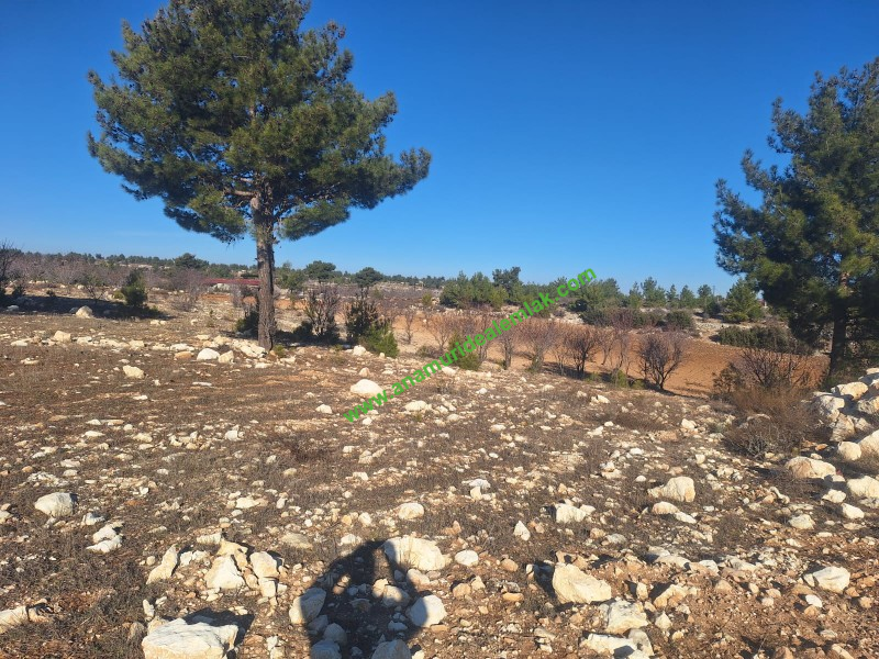 GÜLNAR SARAY MAHALLESİNDE SATILIK 10500 M2 TARLA