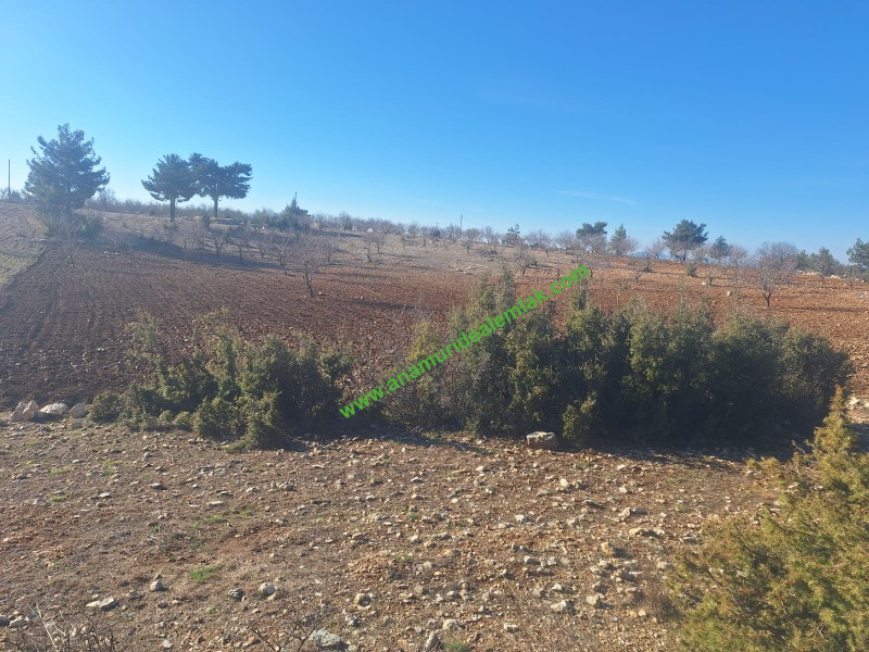 GÜLNAR SARAY MAHALLESİNDE SATILIK 10500 M2 TARLA