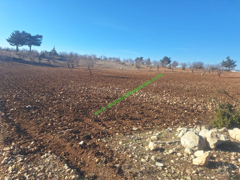 GÜLNAR SARAY MAHALLESİNDE SATILIK 10500 M2 TARLA