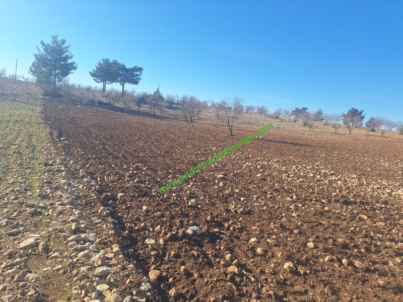 GÜLNAR SARAY MAHALLESİNDE SATILIK 10500 M2 TARLA