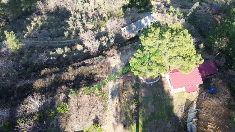 ANAMUR KORUCUKTA MÜSTAKİL SATILIK ZEYTİN VE AVOKADO BAHÇESİ