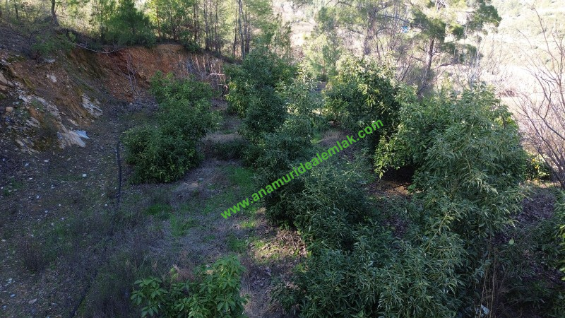 ANAMUR KORUCUKTA MÜSTAKİL SATILIK ZEYTİN VE AVOKADO BAHÇESİ