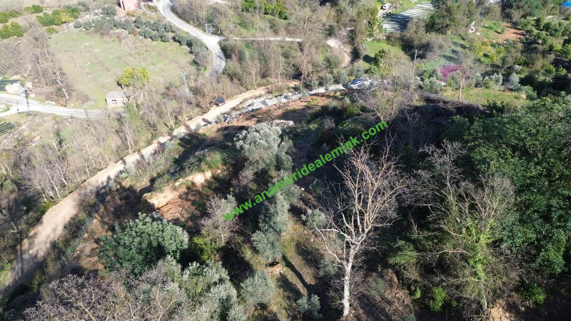 ANAMUR KORUCUKTA MÜSTAKİL SATILIK ZEYTİN VE AVOKADO BAHÇESİ