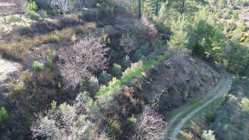 ANAMUR KORUCUKTA MÜSTAKİL SATILIK ZEYTİN VE AVOKADO BAHÇESİ