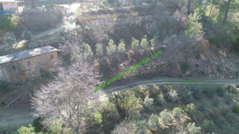 ANAMUR KORUCUKTA MÜSTAKİL SATILIK ZEYTİN VE AVOKADO BAHÇESİ