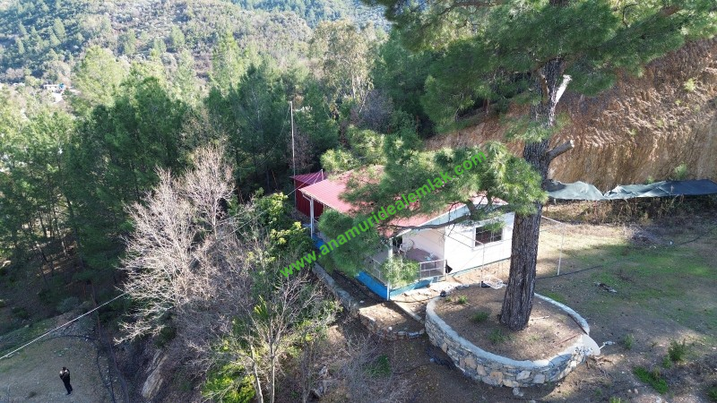ANAMUR KORUCUKTA MÜSTAKİL SATILIK ZEYTİN VE AVOKADO BAHÇESİ