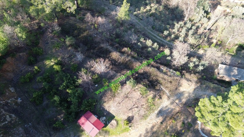 ANAMUR KORUCUKTA MÜSTAKİL SATILIK ZEYTİN VE AVOKADO BAHÇESİ