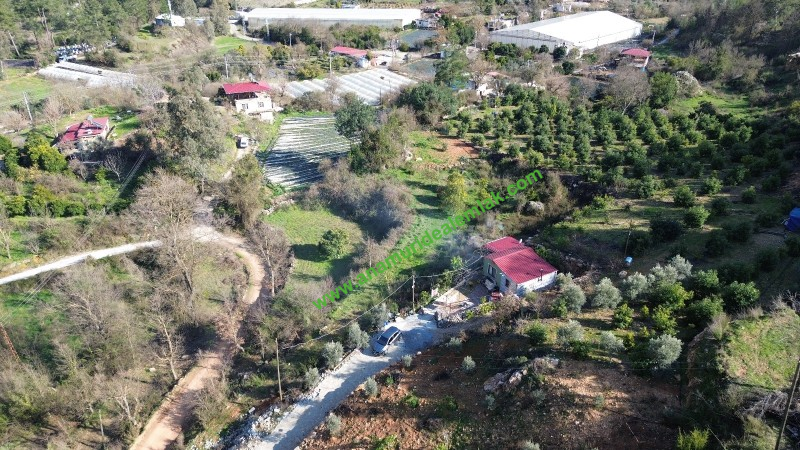 ANAMUR KORUCUKTA MÜSTAKİL SATILIK ZEYTİN VE AVOKADO BAHÇESİ