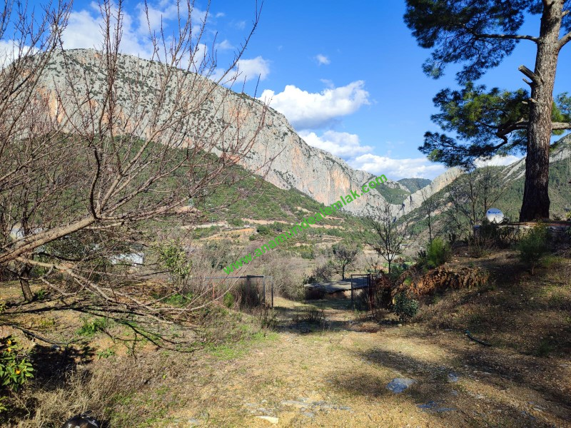 ANAMUR KORUCUKTA MÜSTAKİL SATILIK ZEYTİN VE AVOKADO BAHÇESİ