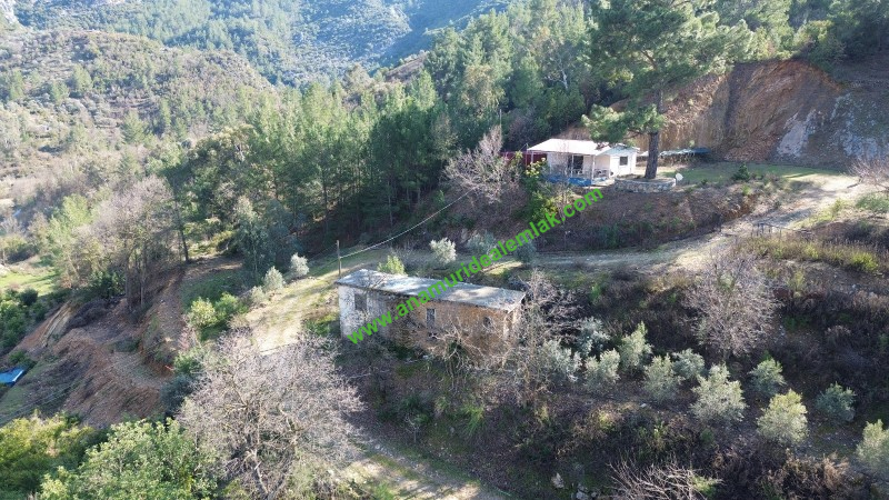 ANAMUR KORUCUKTA MÜSTAKİL SATILIK ZEYTİN VE AVOKADO BAHÇESİ