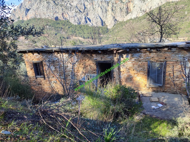 ANAMUR KORUCUKTA MÜSTAKİL SATILIK ZEYTİN VE AVOKADO BAHÇESİ