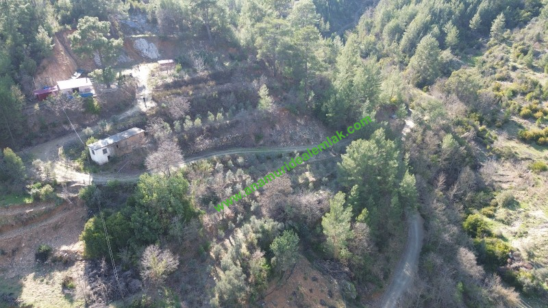 ANAMUR KORUCUKTA MÜSTAKİL SATILIK ZEYTİN VE AVOKADO BAHÇESİ
