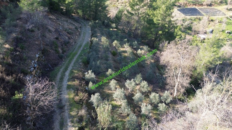 ANAMUR KORUCUKTA MÜSTAKİL SATILIK ZEYTİN VE AVOKADO BAHÇESİ