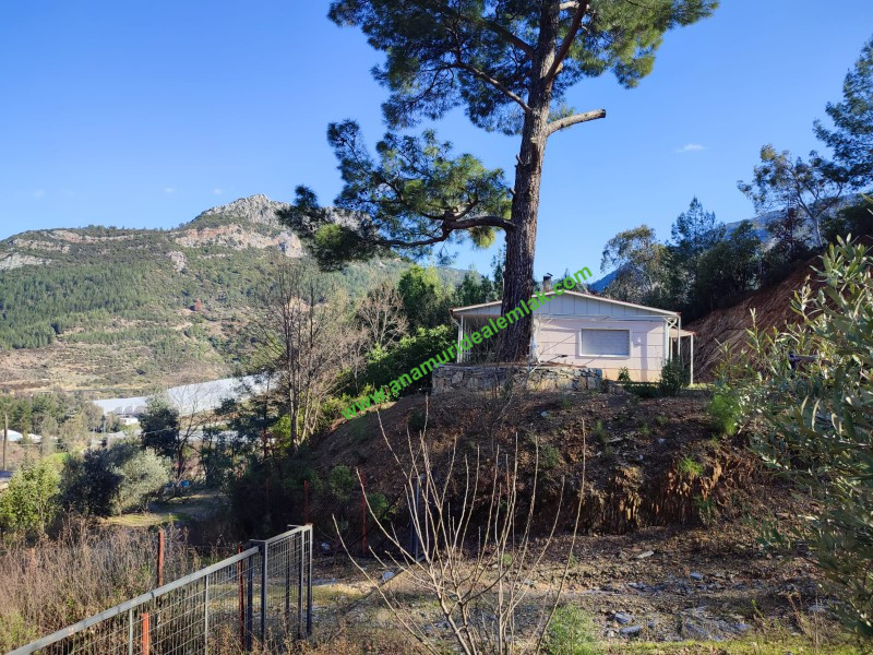 ANAMUR KORUCUKTA MÜSTAKİL SATILIK ZEYTİN VE AVOKADO BAHÇESİ