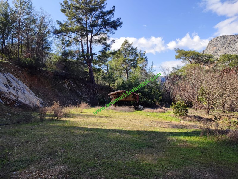 ANAMUR KORUCUKTA MÜSTAKİL SATILIK ZEYTİN VE AVOKADO BAHÇESİ
