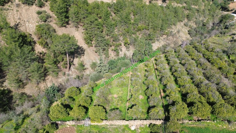ANAMUR DEMİRÖREN'DE MÜSTAKİL PORTAKAL BAHÇESİ VE TARLA