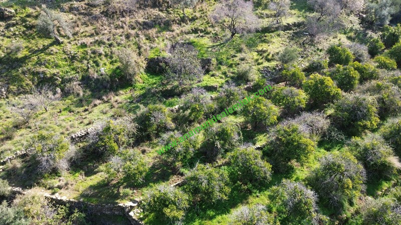 ANAMUR DEMİRÖREN'DE MÜSTAKİL PORTAKAL BAHÇESİ VE TARLA