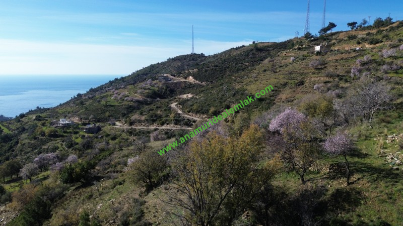 ANAMUR UCARIDA SATILIK 11500 M2 TARLA