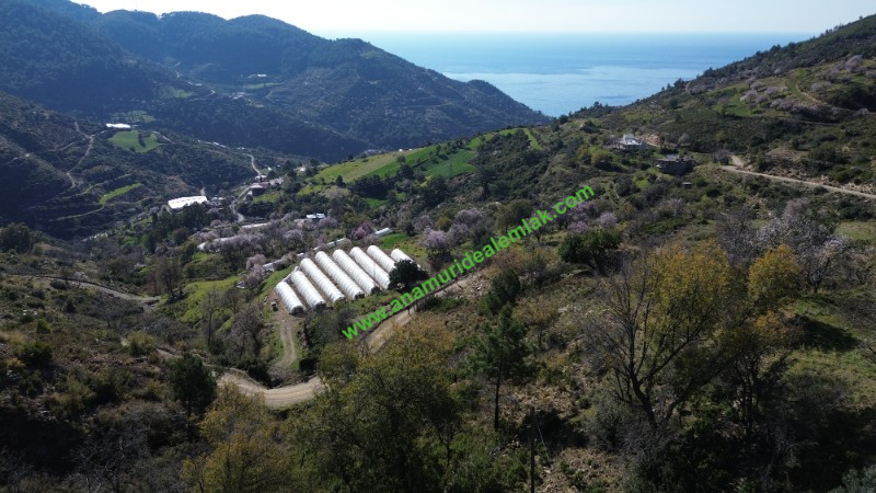 ANAMUR UCARIDA SATILIK 11500 M2 TARLA